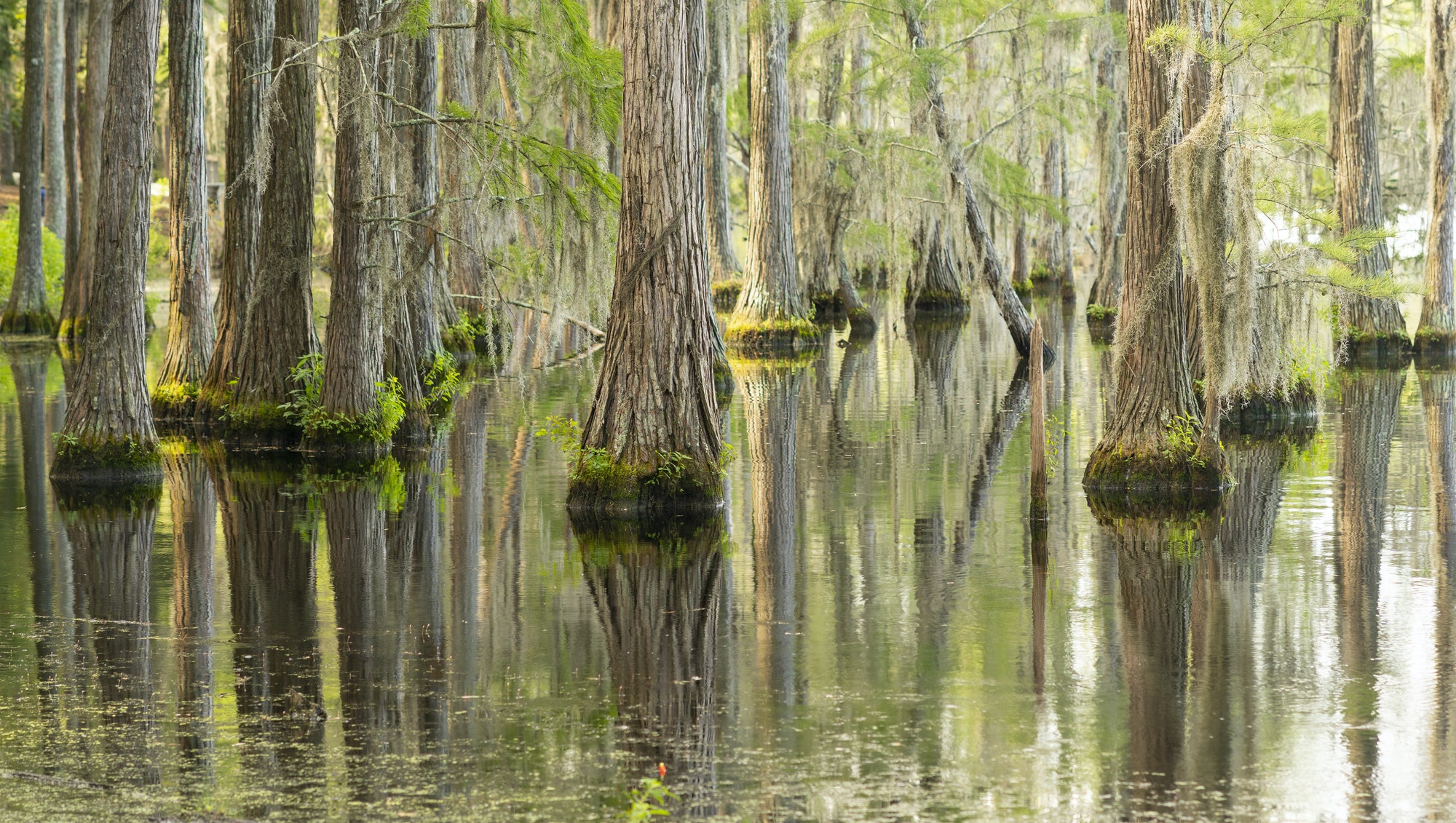 Smooth Water Reflects Cypress Trees in Swamp Marsh Lake