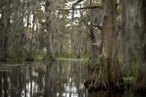 Swamp near New Orleans, Louisiana